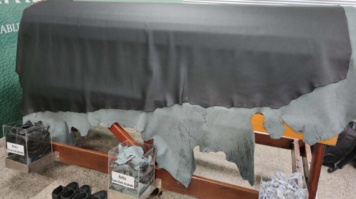 Asiatan Kind Leather hide compared with an Un-Kind hide
